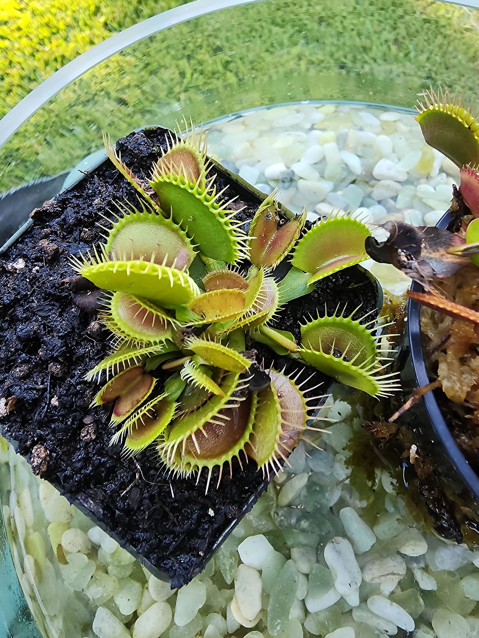 plants_man Dionaea m. DC-XL Venus Flytrap