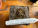 Orson G. review photo