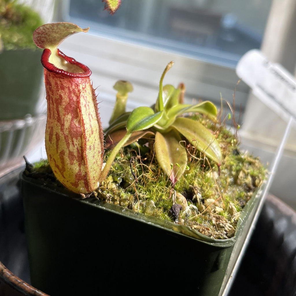 Nepenthes x 'St Gaya' Potted