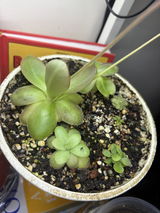 Quynh N. review photo