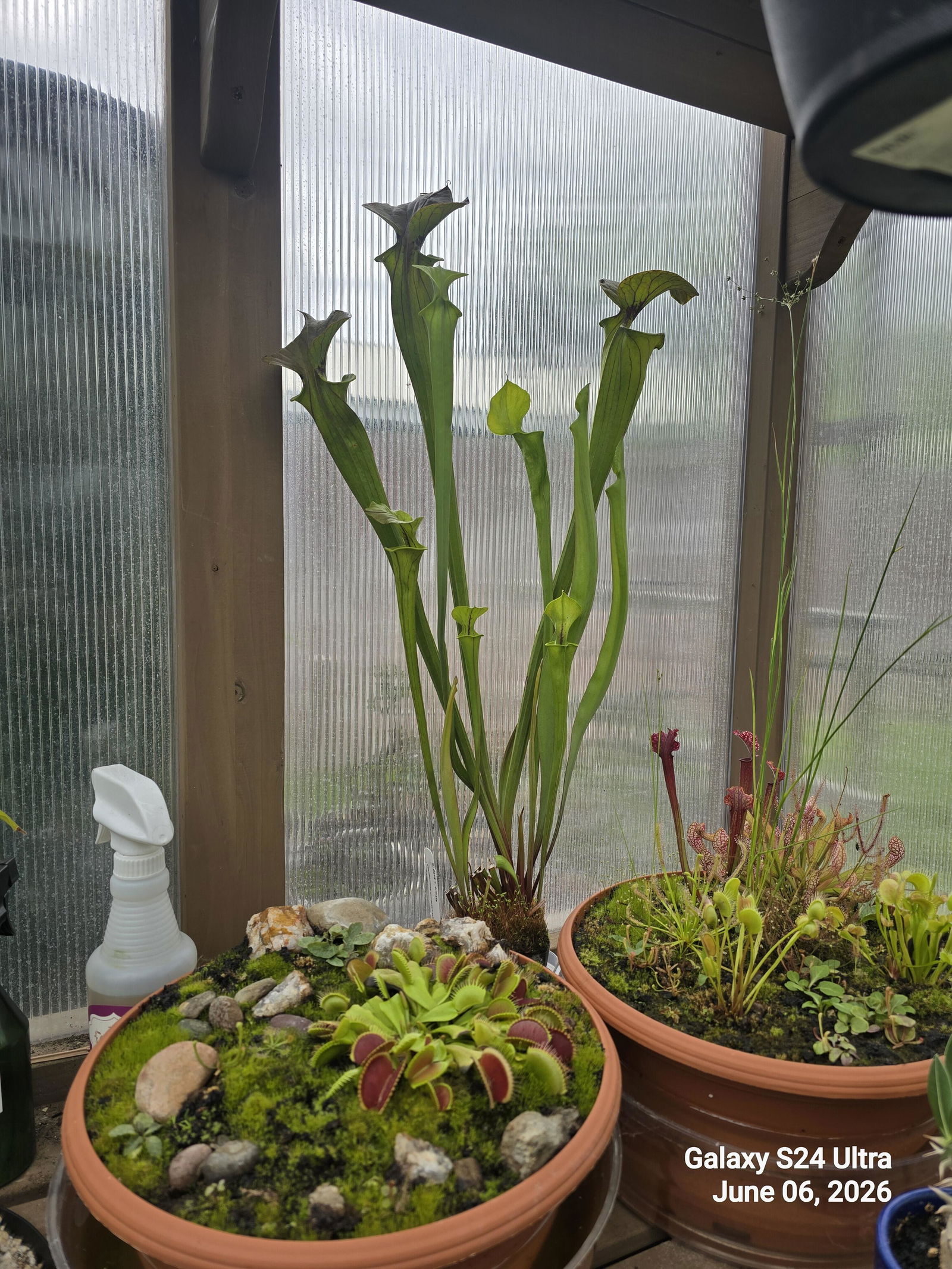 バラド・ヴィナ・シューラ Sarracenia flava v. ornata Pitcher Plant