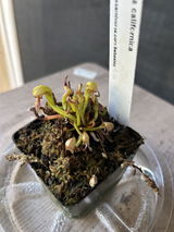 Efrain P. review photo