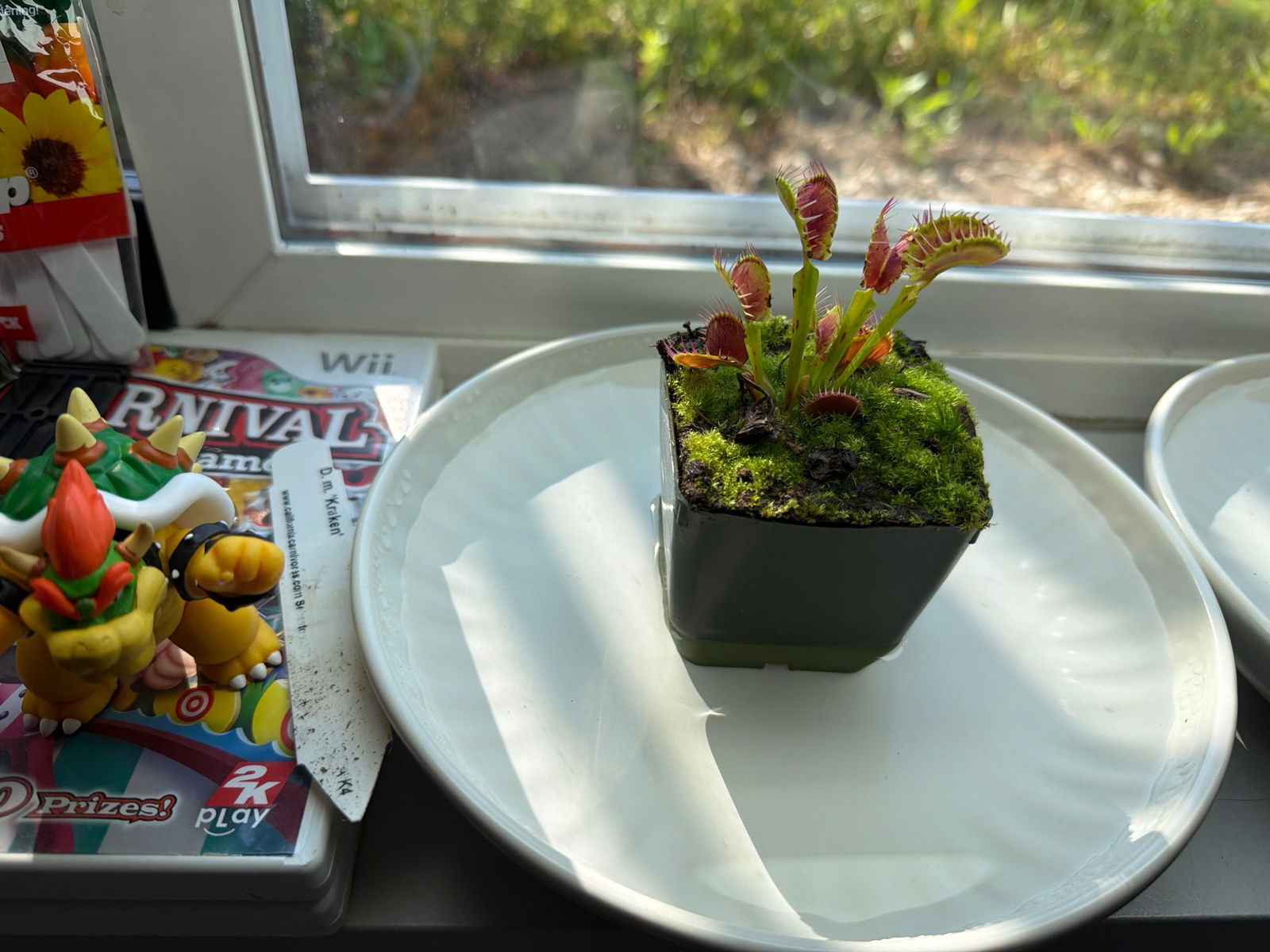 ベラドンナ Dionaea Kraken Venus Flytrap