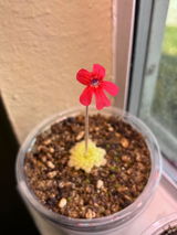 Janae review photo