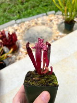 Cade review photo