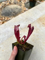 Cade review photo