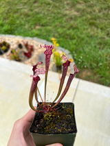 Cade review photo