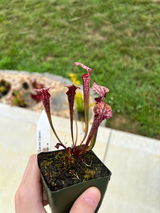 Cade review photo