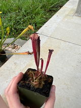 Cade review photo