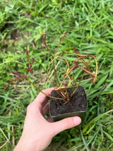Cade review photo