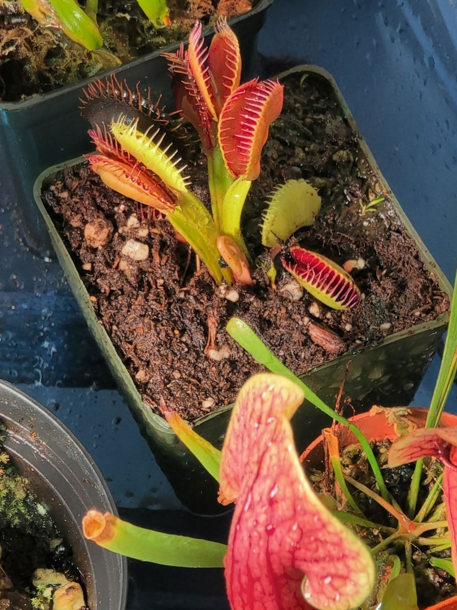 Dionaea m. Chupacabra Venus Flytrap – California Carnivores