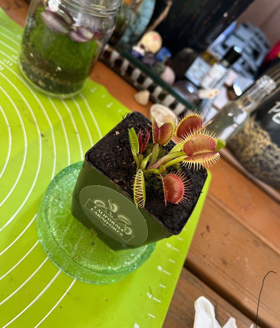 Dionaea m. DC-XL Venus Flytrap – California Carnivores