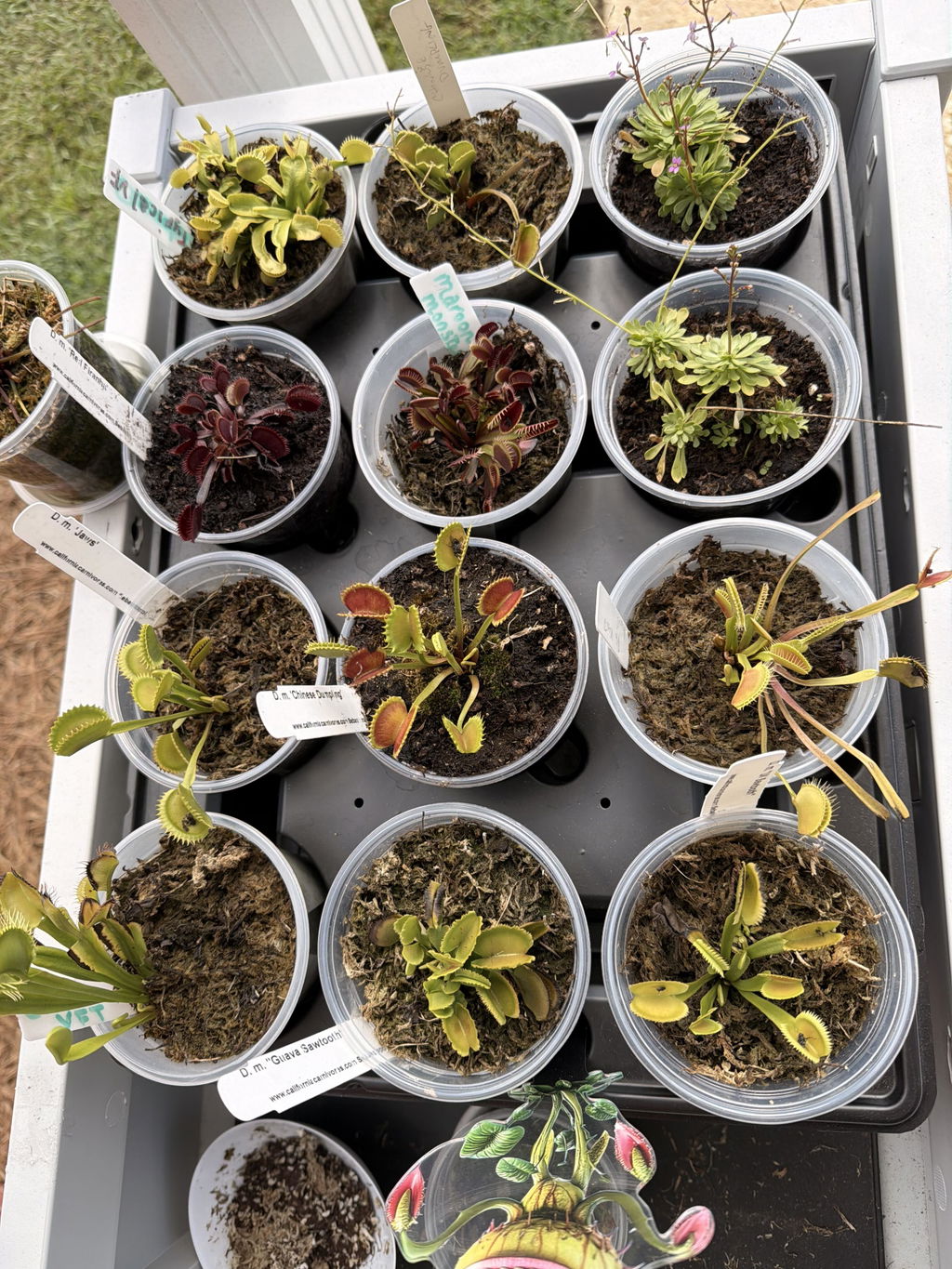 Dionaea m. Chinese Dumpling Venus Flytrap – California Carnivores