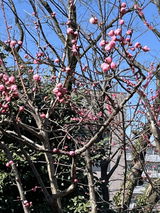 高 石神 review photo