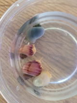 Crystal review photo