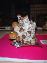 B. review photo