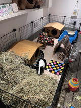 Bespoke Sized Cage Liner