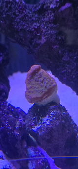 Talin review photo