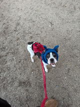 DOG COWL Crochet Pattern (skill level Easy)