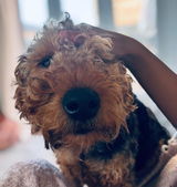 Rufus’s Mum review photo