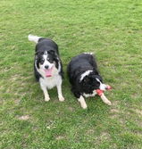 Border Collies Dad review photo