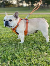 Alvin review photo