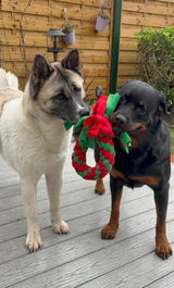 Skye and Nala review photo