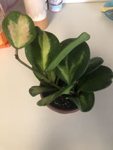 AMQ review photo