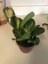 AMQ review photo