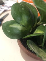 AMQ review photo