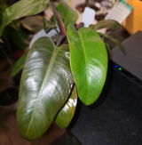 Chanel Chaney review photo