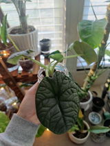 Terra Ford review photo
