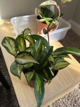 Amy Cox review photo