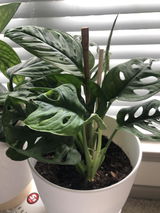 Aurea Luna review photo