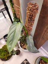 A.V. review photo
