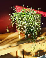 Binh Lu review photo
