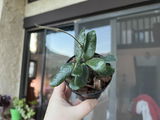 Yun Fang review photo