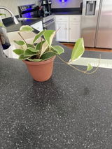 Amanda Scheid review photo