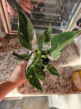 Sherry Bixler review photo