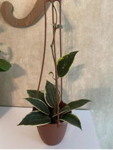 Glenda Helbig review photo