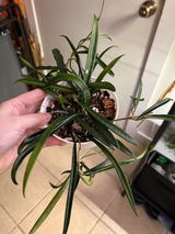 Kath Athanassiou review photo
