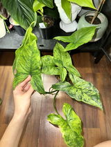 Amy Biscoglia review photo