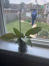 Meredith Wolz review photo