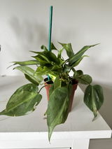 Zuzana Martins review photo
