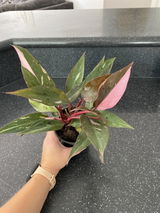 Amanda Scheid review photo