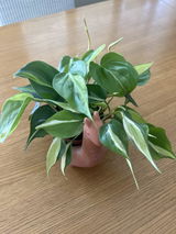 Maritess Bontogon review photo