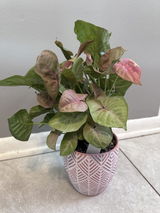 Carolyn Infanti review photo