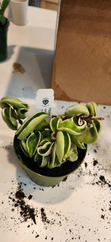 Shelley Winkels review photo
