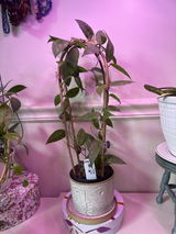 Teresa Capp review photo