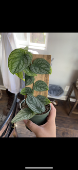 Tristan Calixto review photo